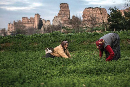 Yedikule Bostanları Tarihi, Kültürel Mirasımızdır!