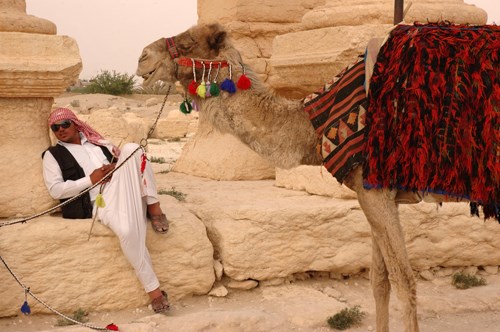 Palmyra Antik Kenti'nde müşteri bekleyen deveci