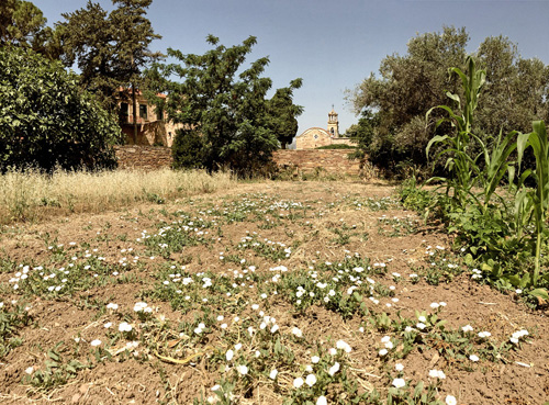 Sakız adası